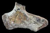 Triceratops Bone Section - North Dakota #73933-1